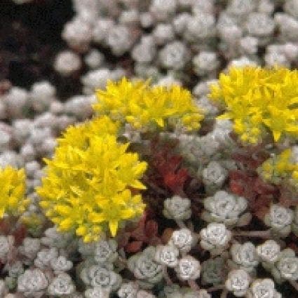 Vetkruid (Sedum spathulifolium 'Cape Blanco')