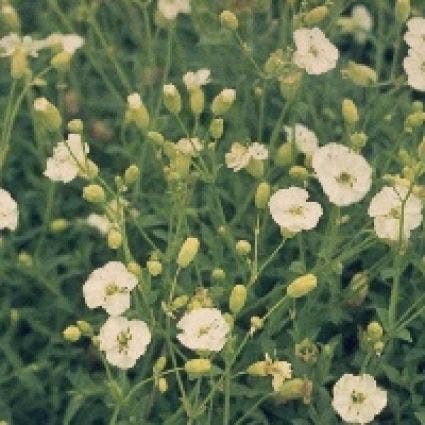 Lijmkruid (Silene uniflora 'Weisskehlchen')