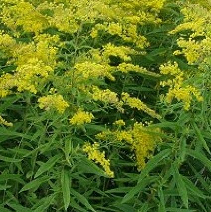 Guldenroede (Solidago 'Golden Mosa')