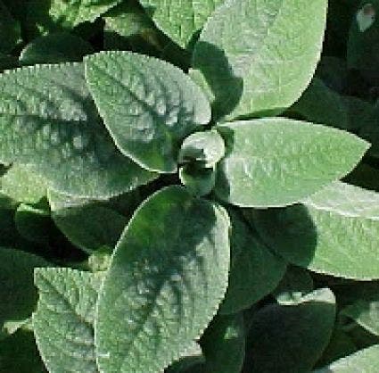 Ezelsoor / Andoorn (Stachys byzantina 'Big Ears')