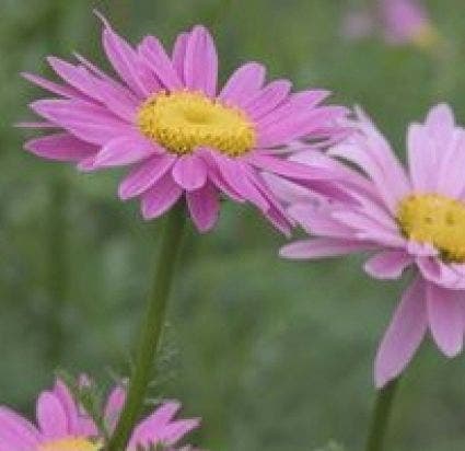 Wormkruid (Tanacetum coccineum 'Robinson's Rose')