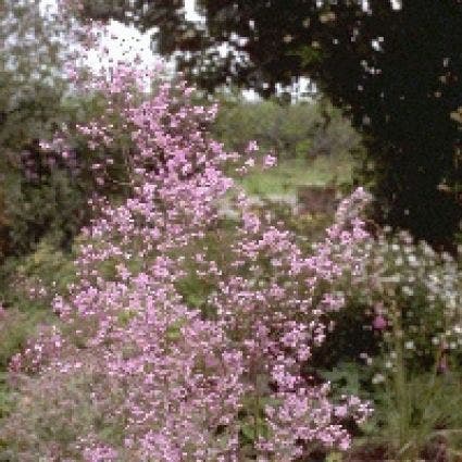 Chinese ruit (Thalictrum delavayi)