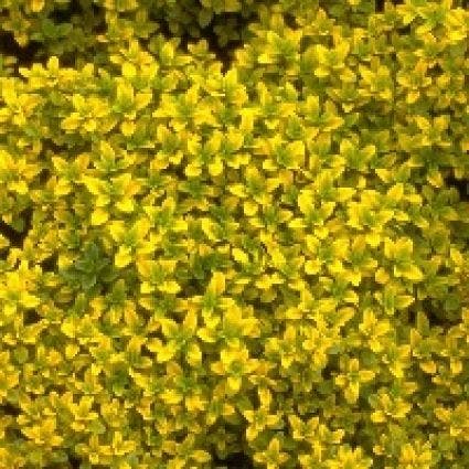 Tijm (Thymus citriodorus 'Bertram Anderson')