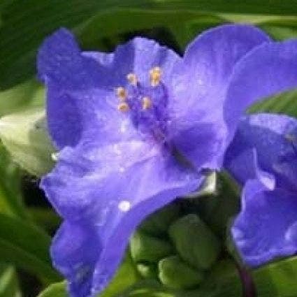 Eendagsbloem (Tradescantia 'Blue Stone')