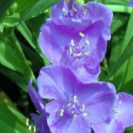 Eendagsbloem (Tradescantia 'Leonora')