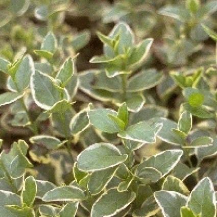 Grote maagdenpalm (Vinca major 'Variegata')