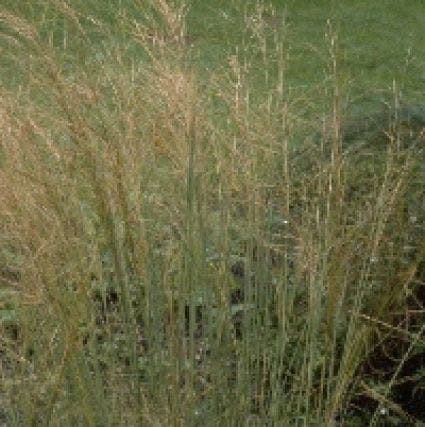 Vedergras (Stipa capillata)