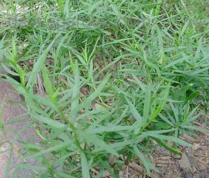 Dragon / Bijvoet (Artemisia dracunculus 'Senior')