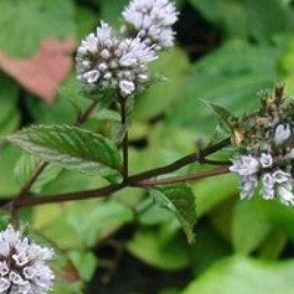 Pepermunt (Mentha piperita)