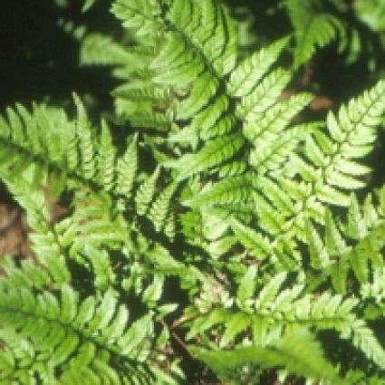 Niervaren (Polystichum tsussimense)