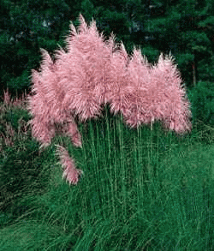 Pampasgras (Cortaderia selloana 'Rosea')