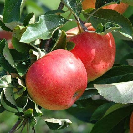 Appelboom (Malus domestica 'Gala')