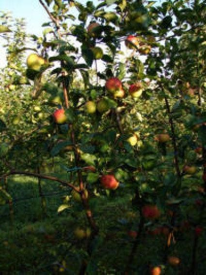 Appelboom (Malus domestica 'Rubinola')