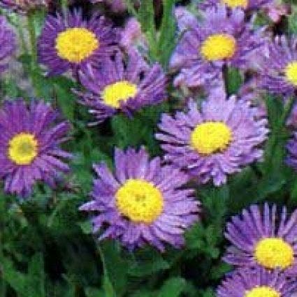 Aster (Aster alpinus 'Dunkle Schöne')