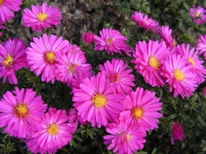 Aster (Aster 'Starlight')