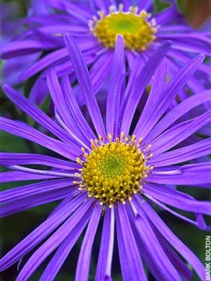 Aster (Aster frikartii 'Mönch')