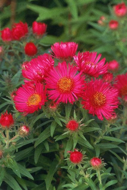 Aster (Aster novae-angliae 'Andenken an Alma Potschke')