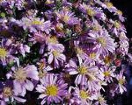 Aster (Aster novi-belgii 'Patricia Ballard')