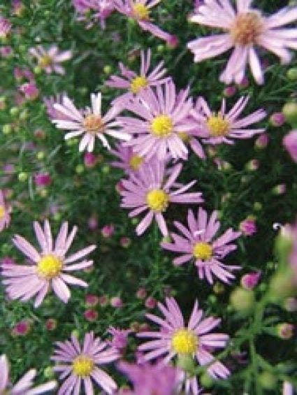 Aster (Aster novi-belgii 'Schone von Dietlikon')