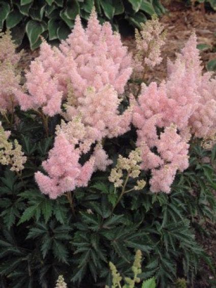 Spirea (Astilbe 'Gloria Purpurea')