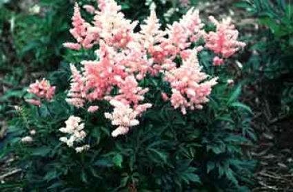 Spirea (Astilbe 'Mainz')