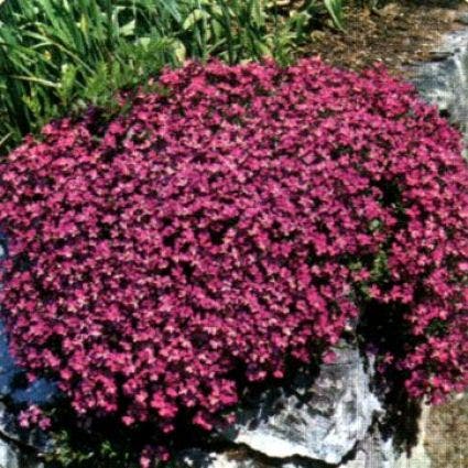 Blauwkussen (Aubrieta 'Red Carpet')