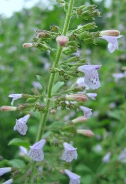 Bergsteentijm/steentijm (Calamintha nepeta)