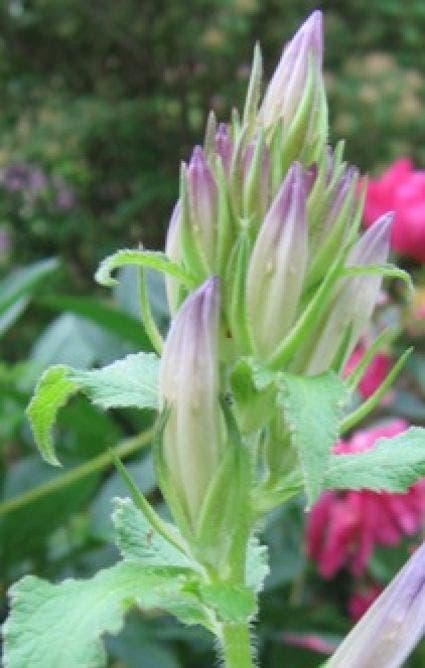 Klokje (Campanula latifolia macrantha)