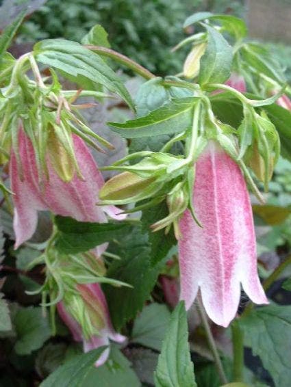 Klokje (Campanula  'Elizabeth')