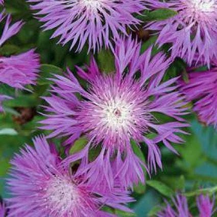 Korenbloem (Centaurea dealbata)