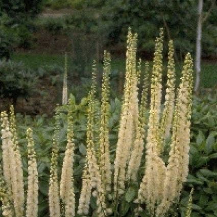 Zilverkaars Actaea racemosa)