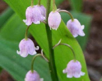 Lelietje der Dalen (Convallaria majalis 'Rosea')