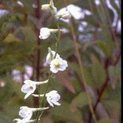 Ridderspoor (Delphinium 'Casa Blanca')