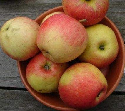 Lei-Appel (Malus domestica 'Pinova')