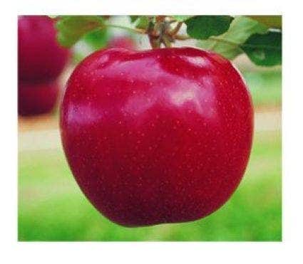 Appelboom (Malus domestica 'Rode Jonagold')