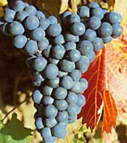 Blauwe druif (Vitis 'Regent')