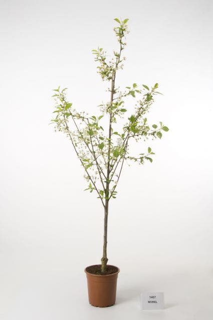 Zure kers (Prunus cerasus 'Morel')