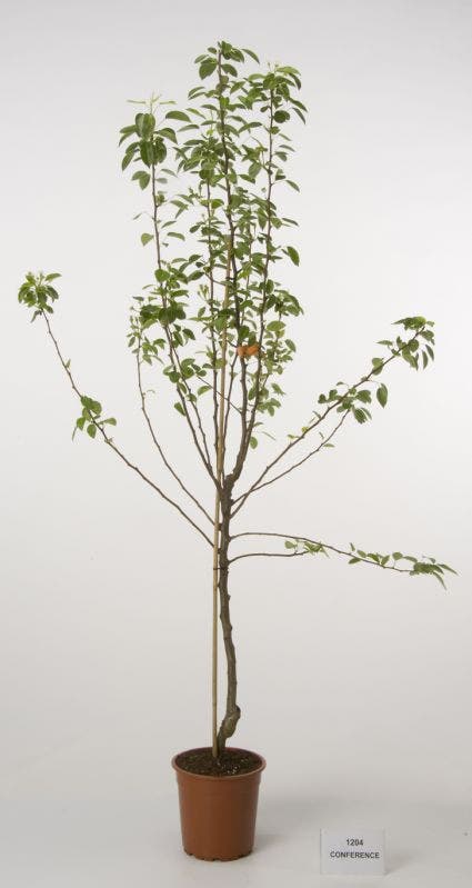 Perenboom (Pyrus communis 'Conference')