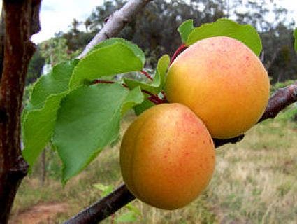 Abrikozenboom (Prunus armeniaca)