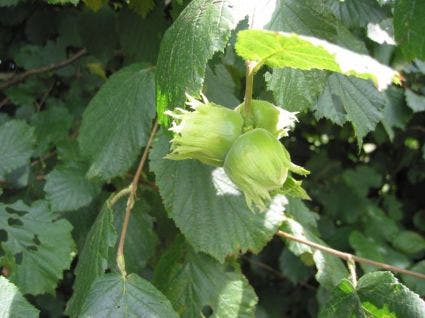 Hazelaar/Hazelnoot (Corylus avellana 'Halle'sche Riesen')