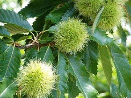 Tamme kastanje als halfstam (Castanea sativa)