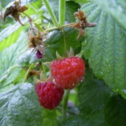 Framboos (Rubus idaeus 'Glen Ample')