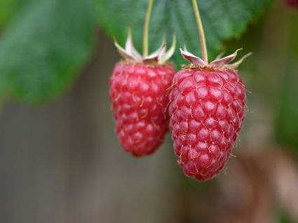 Framboos (Rubus idaeus 'Tulameen')