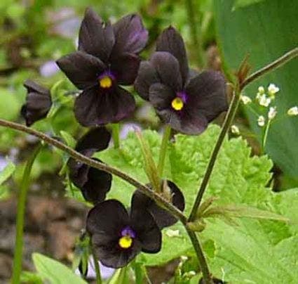 Hoornviooltje (Viola 'Molly Sanderson')