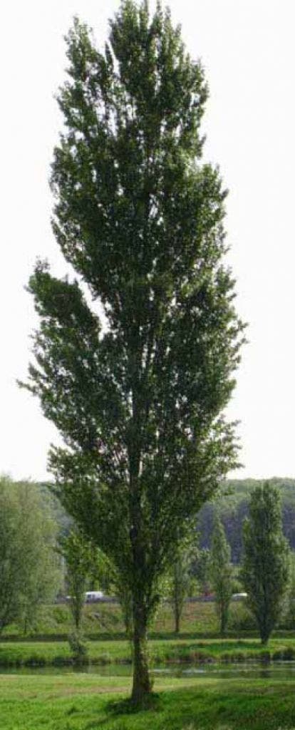 Italiaanse populier (Populus nigra 'Italica')