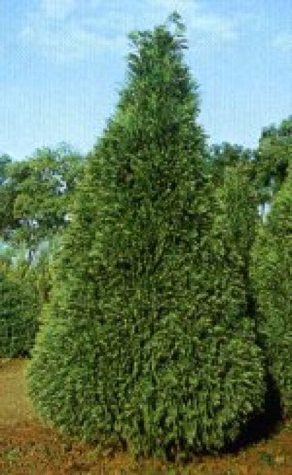 Cypres (Chamaecyparis lawsoniana 'Golden Triumph')