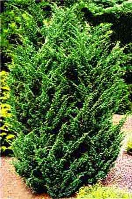 Jeneverbes (Juniperus chinensis 'Blaauw')