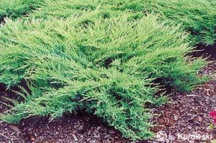 Jeneverbes (Juniperus media 'Pfitzeriana Glauca')