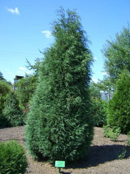 Jeneverbes (Juniperus virginiana 'Glauca')