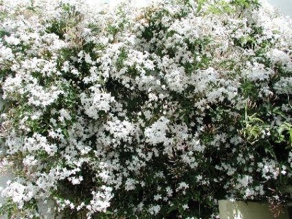 Jasmijn (Jasminum officinale)